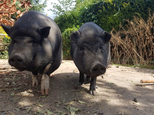 Holly & Pepper